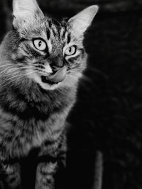 Close-up portrait of tabby cat