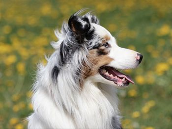 Close-up of a dog looking away