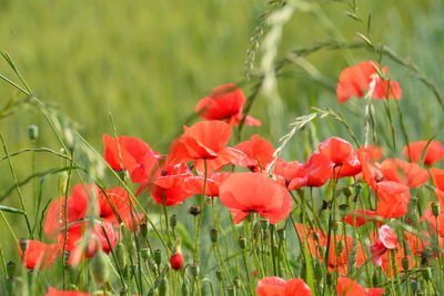 Close-up of red poppy flowers on field