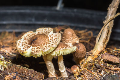 Close-up of toadstools growing on field