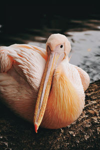 Close-up of pelican and water in the background at zoo dresden