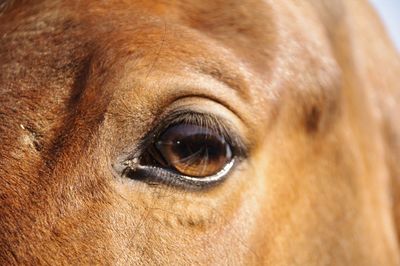 Extreme close up of animal eye