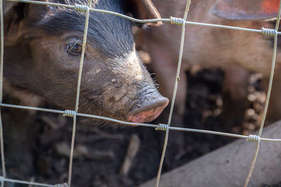 Close-up of saddleback pigs behind wire fencing 