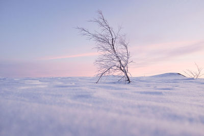 Bare tree on snow covered landscape against sky