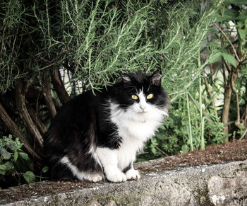 Portrait of cat sitting on street