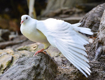 Close-up of white bird perching on rock