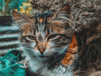 Close-up portrait of cat