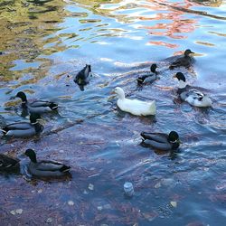 High angle view of swan swimming on lake