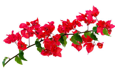 Close-up of red flowering plant against white background