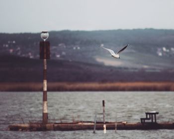 Bird flying over river by mountain against sky