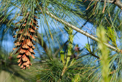 Low angle view of pine tree