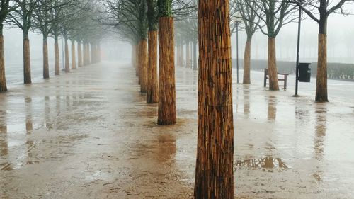 Wooden posts in park