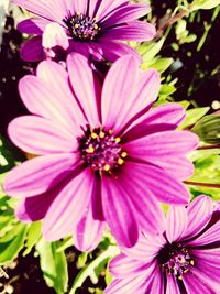 Close-up of pink flowers blooming outdoors
