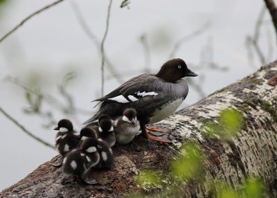 Birds perching on rock