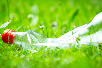 Close-up of fresh green plant on field