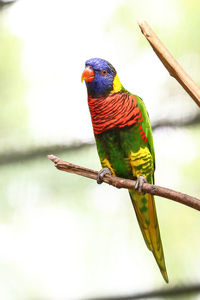 Close-up of parrot perching on branch