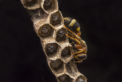 Close-up of bee over black background