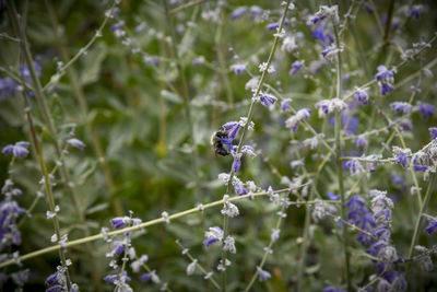 Close-up of bee pollinating on purple flower