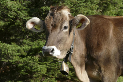 Close-up of cow