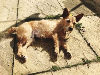 High angle view of dog on footpath