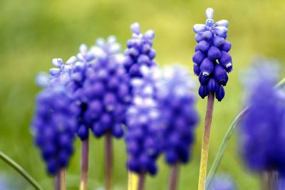 Close-up of fresh purple flowers blooming outdoors