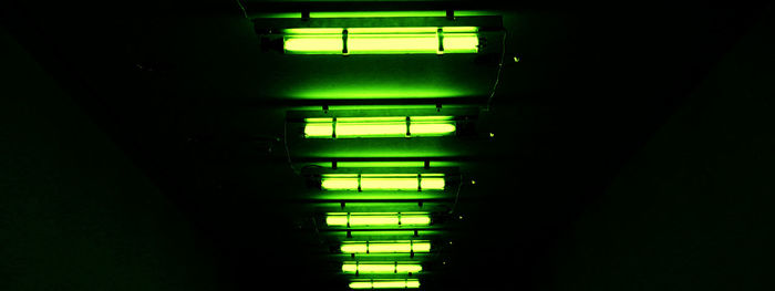 View of trees in the dark