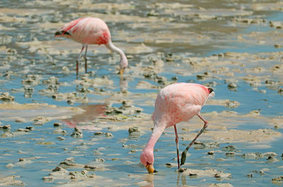 Pair of pink flamingos grazing in the shallow saline water of laguna hedionda lake, potosi, bolivia