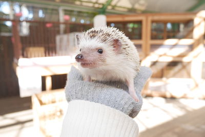 Close-up of hand holding animal against blurred background