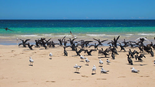 Flock of birds on beach against clear blue sky