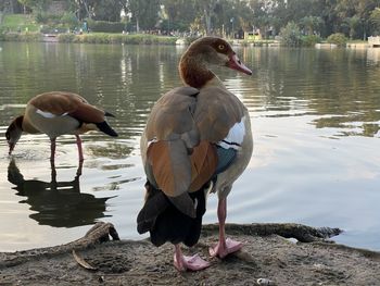 Ducks on a lake