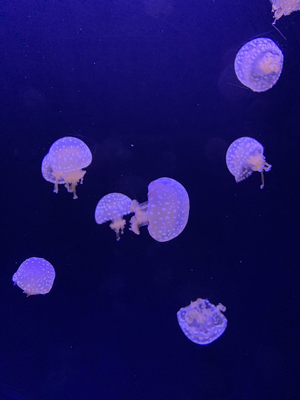 JELLYFISH IN SEA