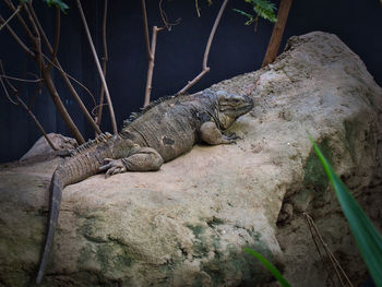 Close-up of lizard on rock in zoo