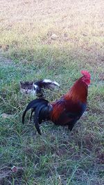 Rooster in farm