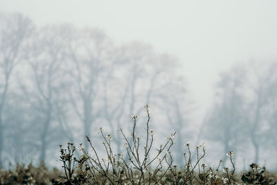 Low angle view of plants against sky during winter