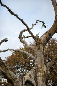 Low angle view of tree against sky