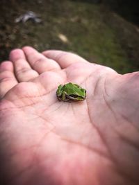 Close-up of insect on human hand