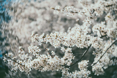 Close-up of white cherry blossom tree