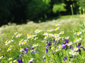 Close-up of yellow flowers blooming on field