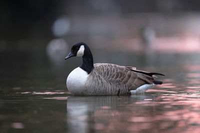 A canada goose on the water