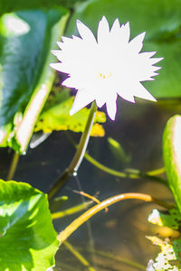 Close-up of purple flowering plant