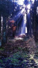 Sun shining through trees in forest