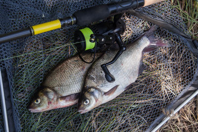 High angle view of fish