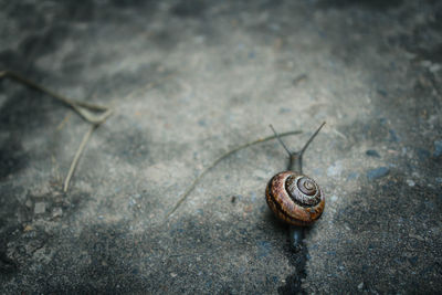 High angle view of snail on wall