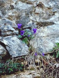 Close-up of plant growing outdoors