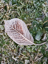 Close-up of snow on plant