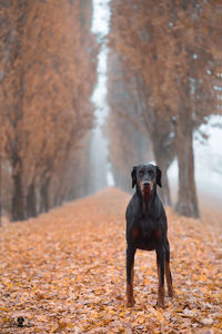 Dog standing on street during autumn