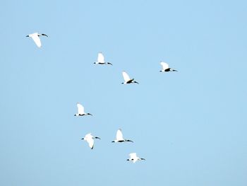 Low angle view of seagulls flying in sky