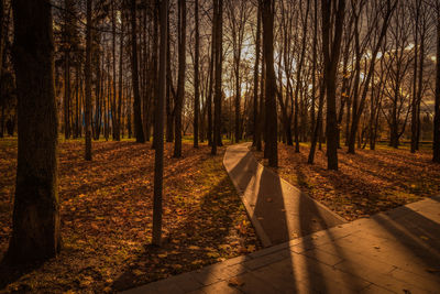 Trees in forest during autumn