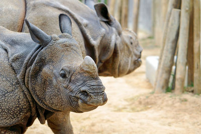 Close-up of rhinos