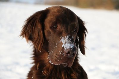 Close-up of dog standing on field during winter